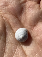 Sphincterochila aharonii