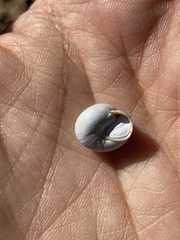 Sphincterochila aharonii