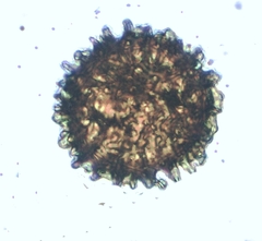 Fossombronia pusilla