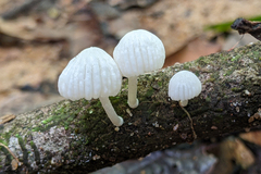 Marasmiellus volvatus