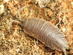 Porcellionides elegans