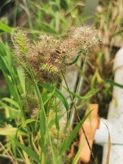 Setaria adhaerens
