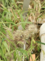 Setaria adhaerens