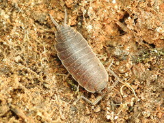 Porcellionides elegans