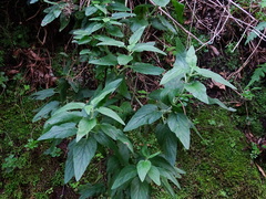 Scrophularia smithii