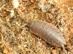 Porcellionides elegans