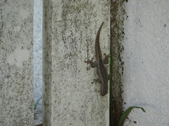 Lygodactylus