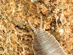 Porcellionides elegans