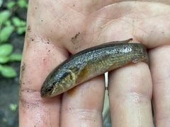 Umbra pygmaea