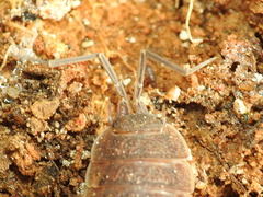 Porcellionides elegans