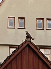 Accipiter nisus