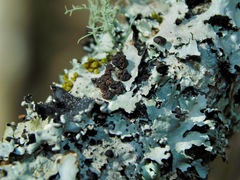 Tremella parmeliarum