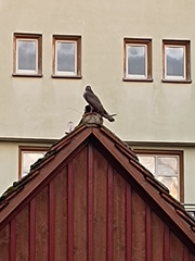 Accipiter nisus