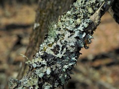 Tremella parmeliarum