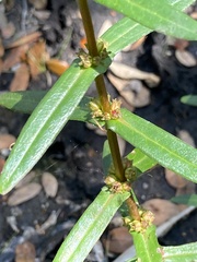 Ammannia latifolia