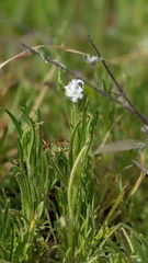 Cryptantha