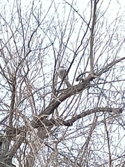 Accipiter nisus