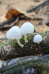 Marasmiellus volvatus