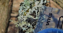 Tremella parmeliarum