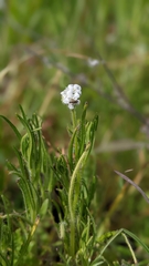 Cryptantha