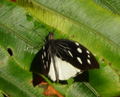 Lieinix nemesis nemesis