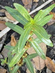 Ammannia latifolia
