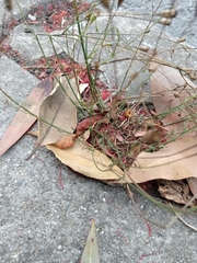 Wahlenbergia marginata