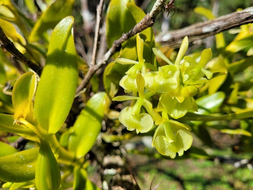 Image of Epidendrum boricuarum by (c) Wes Gapp, some rights reserved (CC BY)