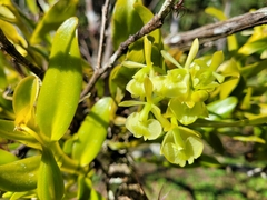 Epidendrum boricuarum