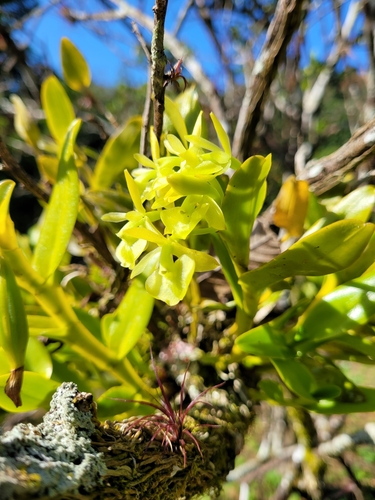 Image of Epidendrum boricuarum by (c) Wes Gapp, some rights reserved (CC BY)