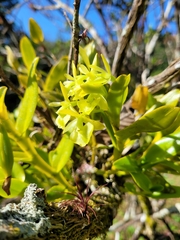 Epidendrum boricuarum