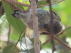 Picumnus granadensis