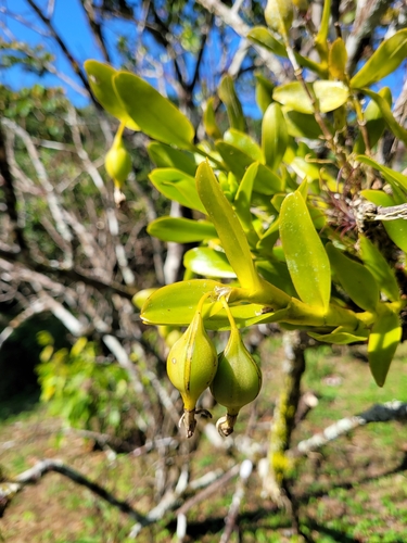 Image of Epidendrum boricuarum by (c) Wes Gapp, some rights reserved (CC BY)