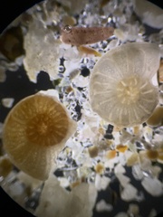 Foraminifera