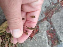 Wahlenbergia marginata