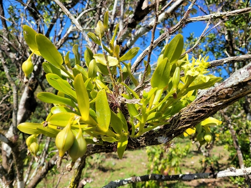 Image of Epidendrum boricuarum by (c) Wes Gapp, some rights reserved (CC BY)