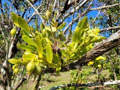 Epidendrum boricuarum