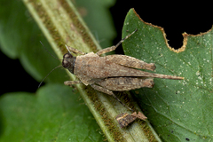 Systolederus cinereus