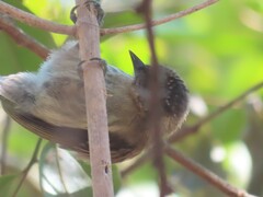 Picumnus granadensis