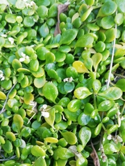 Polycarpon polycarpoides