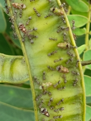 Anoplolepis custodiens