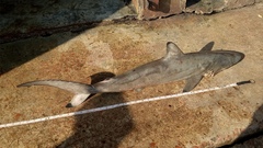 Carcharhinus limbatus