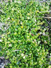 Polycarpon polycarpoides