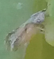 Diaphorina citri