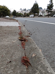 Wahlenbergia marginata