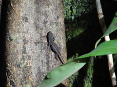 Lygodactylus