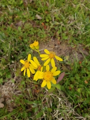 Senecio ampullaceus