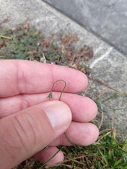 Wahlenbergia marginata