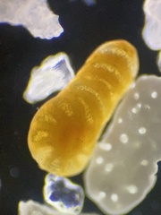 Foraminifera