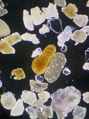 Foraminifera